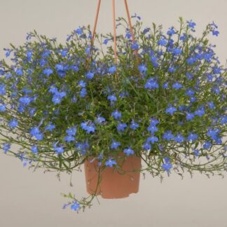 Лобелия Anabel Brilliant Blue (0,1л)