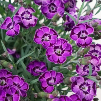 Гвоздика Diantica Violet Blue (срезы/3шт)