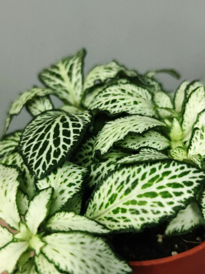 Фиттония Белая Форест Флейм (Fittonia White Forest Flame) 0,1л