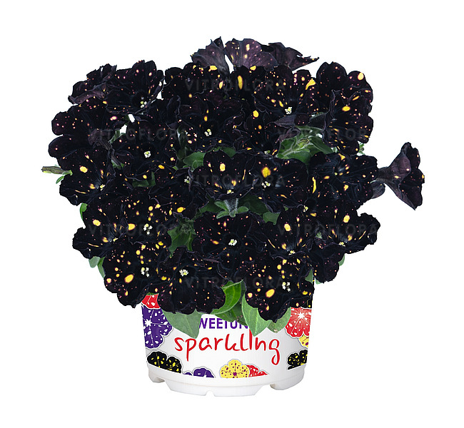 Петуния Sparkling Night (0,1л)