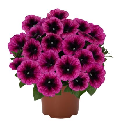 Петуния Sweetunia Purple Gem (срезы/5шт) — изображение 2