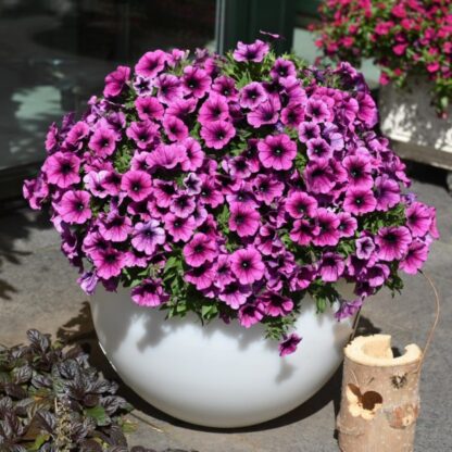 Петуния Sweetunia Purple Gem (срезы/5шт)