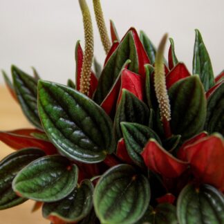 AUTO-DRAFT от Завода ФЛОРА