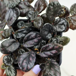 AUTO-DRAFT от Завода ФЛОРА