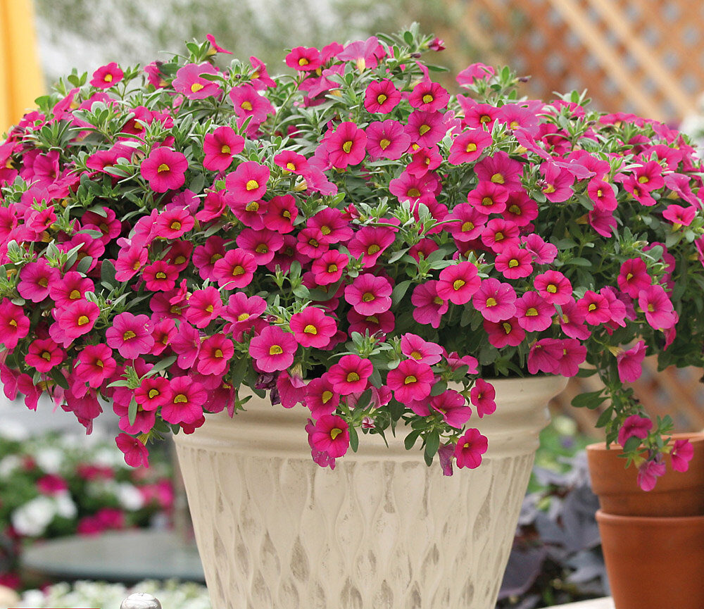 Калибрахоа Million Bells Trailing Fuchsia (срезы/5шт)