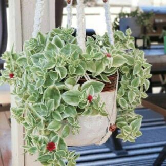 Аптения Сердцелистная Вариегатная от Завода ФЛОРА