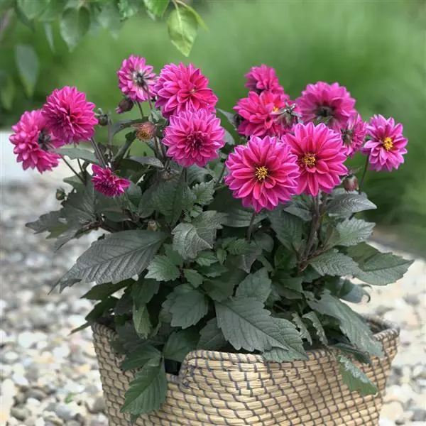 Георгины City Lights Neon Dahlia (срез/3шт)