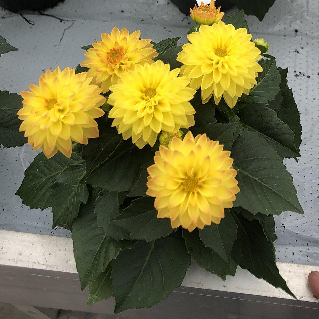 Георгины Labella Piccolo Yellow (срез/5шт)