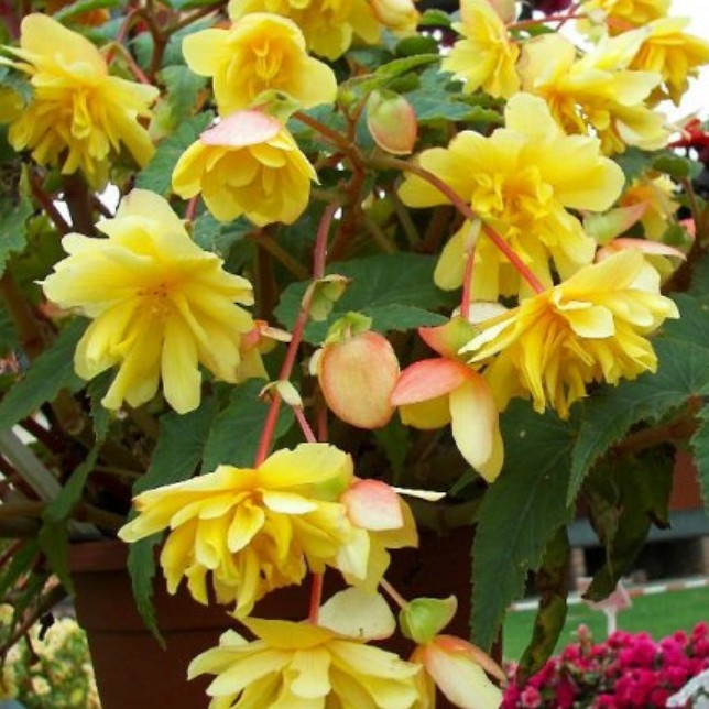Бегония Belleconia CITRUS (0,1л)