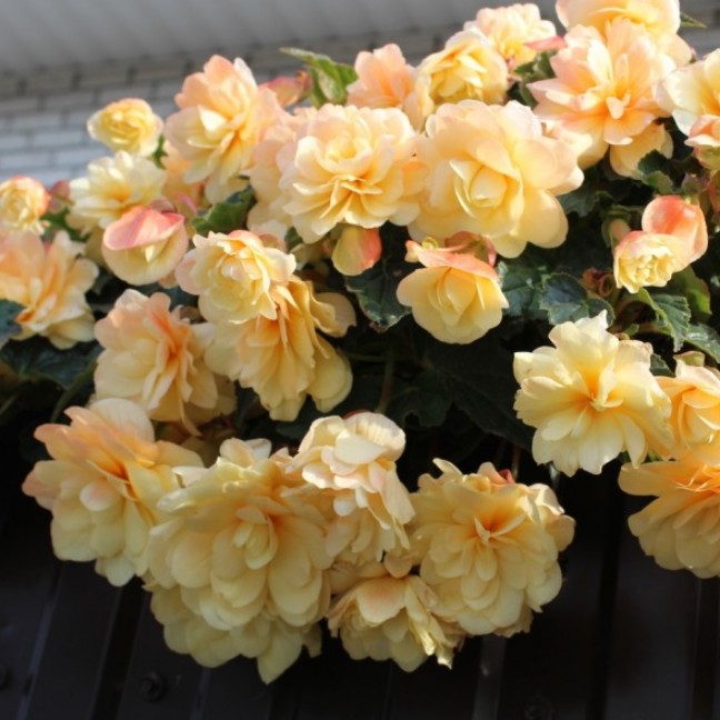 Бегония Belleconia Шардоне (0,1л)