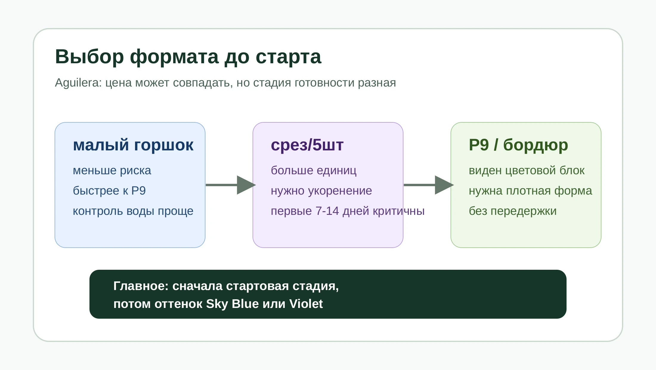 Схема выбора формата агератума Aguilera: малый горшок, срез пять штук, P9 и бордюр