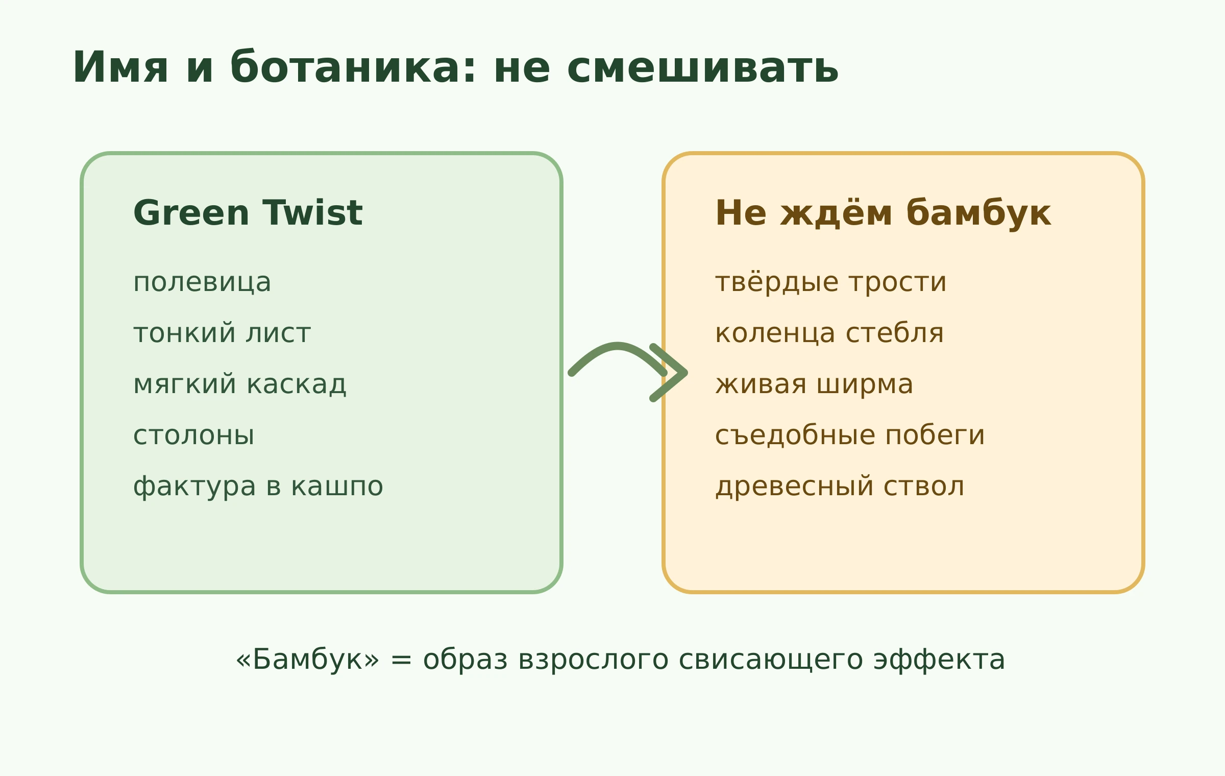 Разница между названием бамбук и ботаникой Агростиса Green Twist