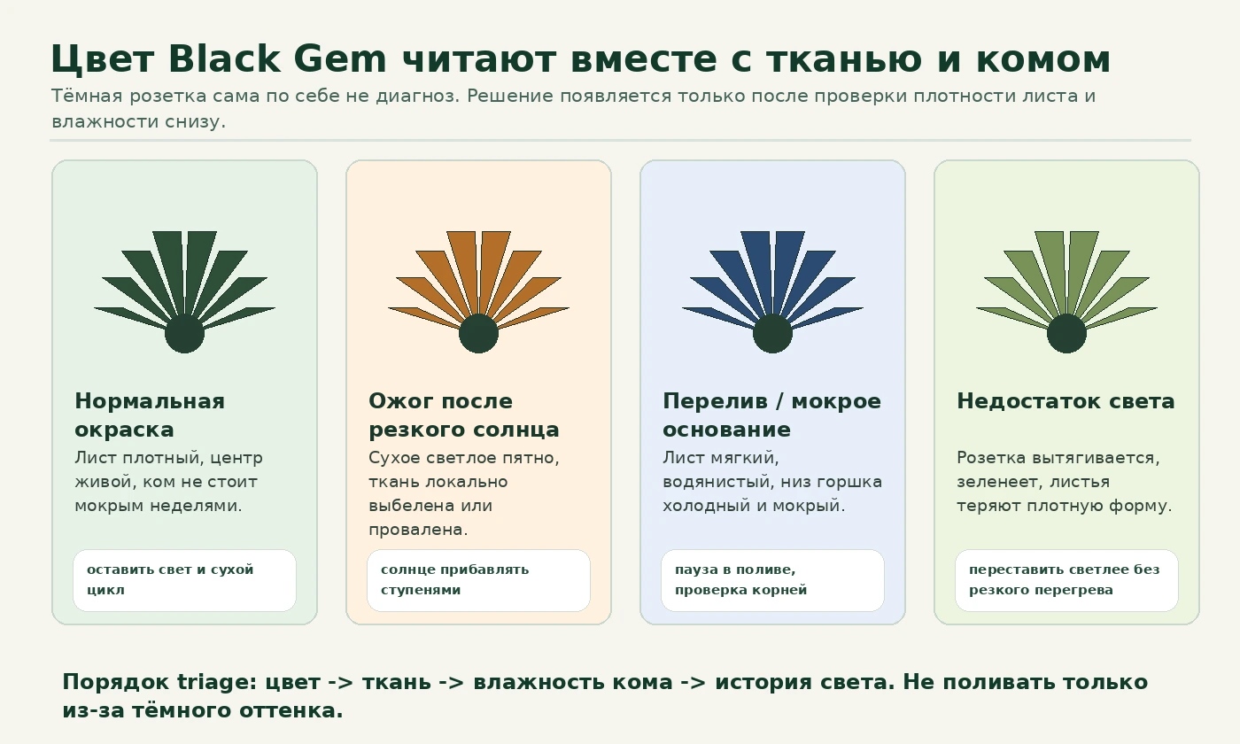 Схема диагностики цвета Aloe Black Gem: нормальная бронза, ожог, перелив и недостаток света