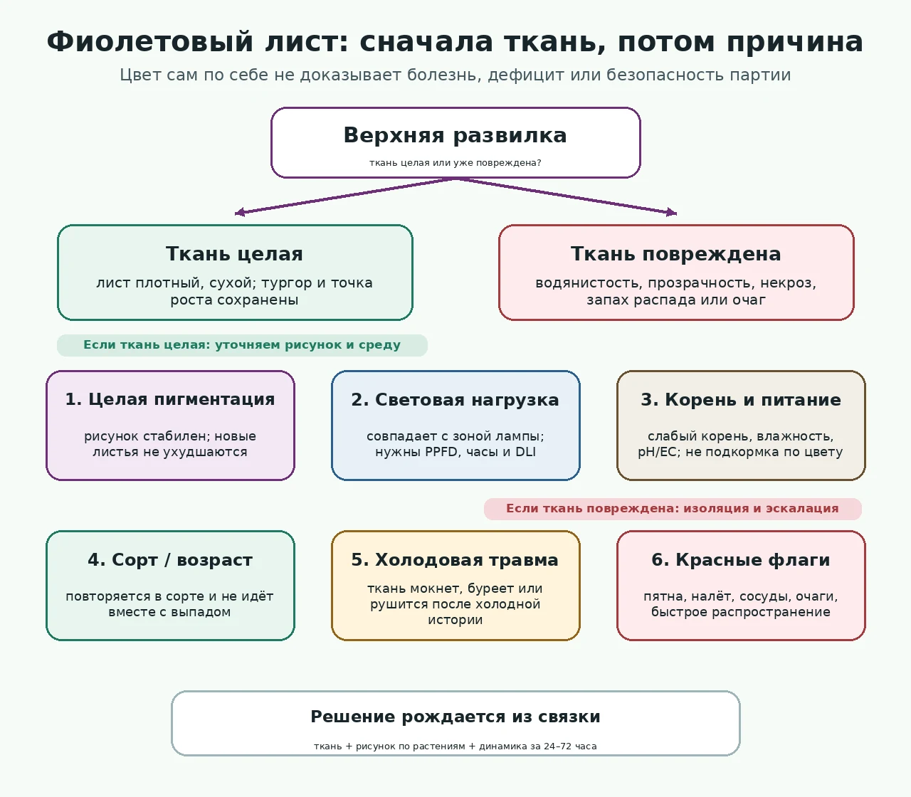 Схема диагностики фиолетового листа: сначала целая ткань или повреждение, затем шесть возможных веток проверки.