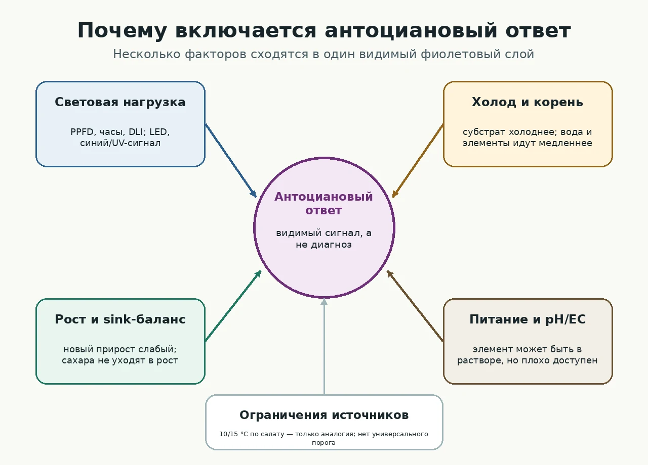Карта причин, связывающая свет, холод, корни, рост, питание и накопление антоцианов.