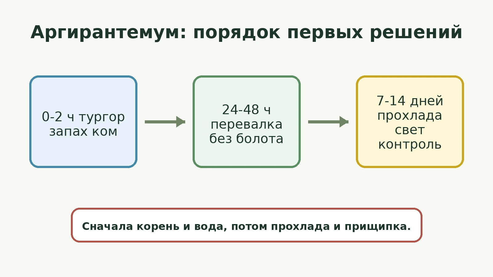 Схема первых решений для аргирантемума: тургор, перевалка без болота, затем прохлада и свет