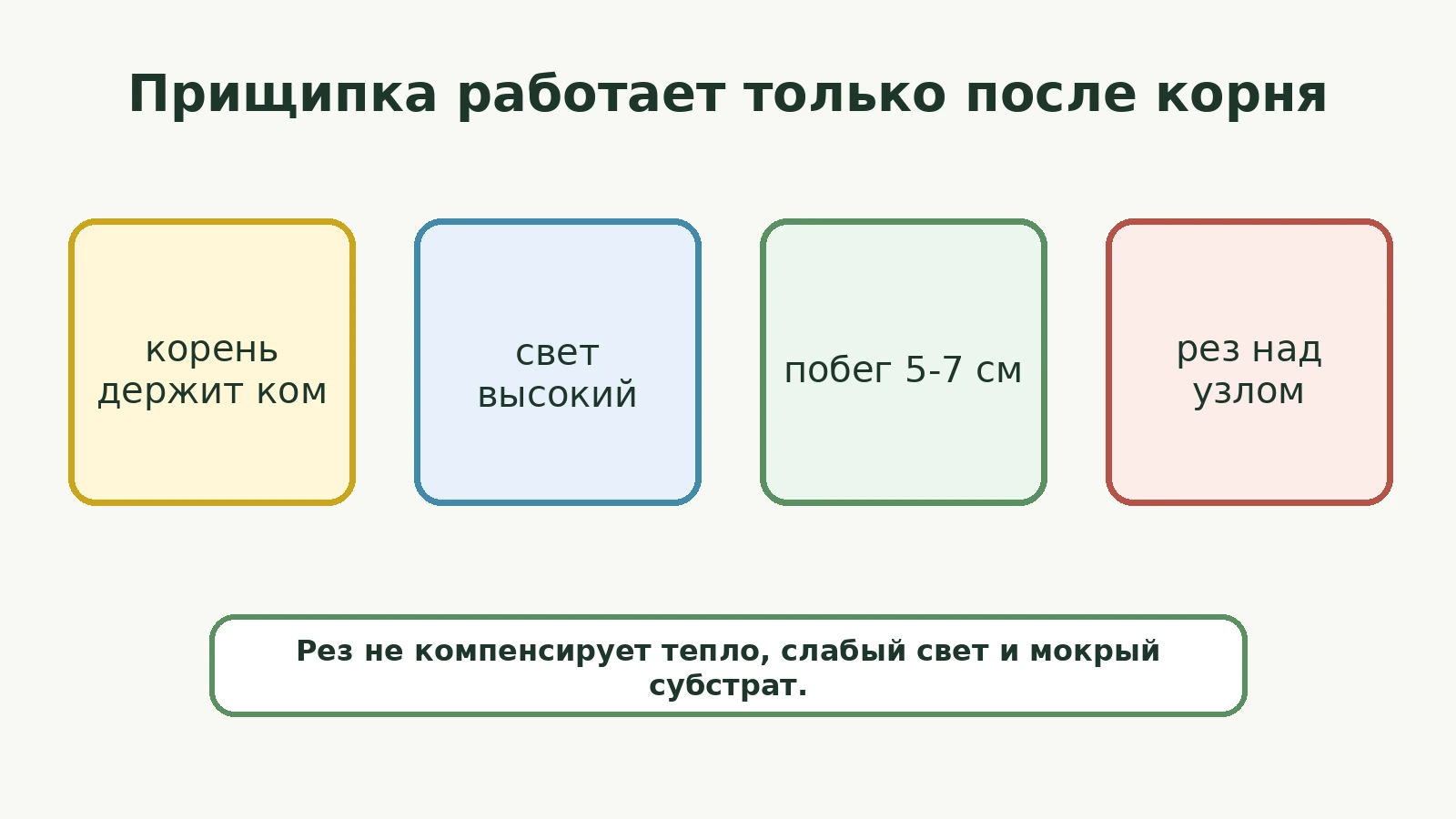 Схема условий для прищипки аргирантемума: корень держит ком, свет высокий, побег 5-7 см, рез над узлом