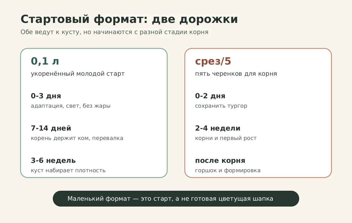 Схема выбора между форматом 0,1 л и срез/5 у аргирантемума