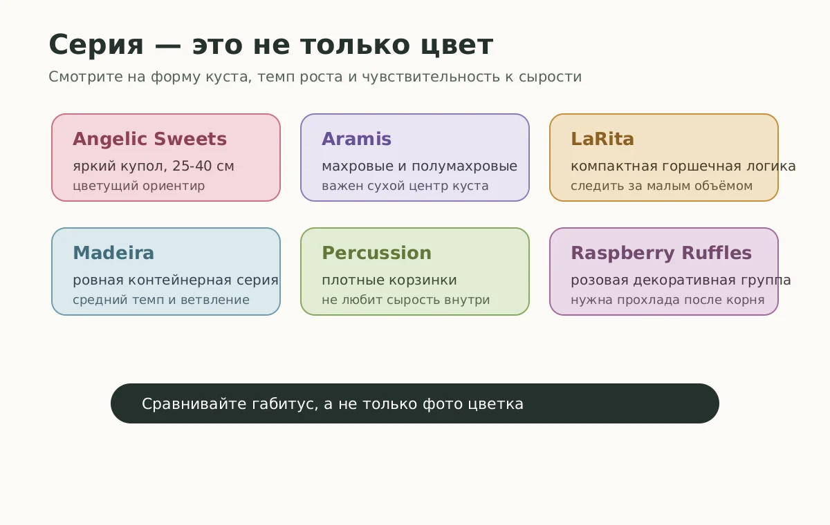 Карта серий аргирантемума: Angelic Sweets, Aramis, LaRita, Madeira, Percussion, Raspberry Ruffles и их практический смысл