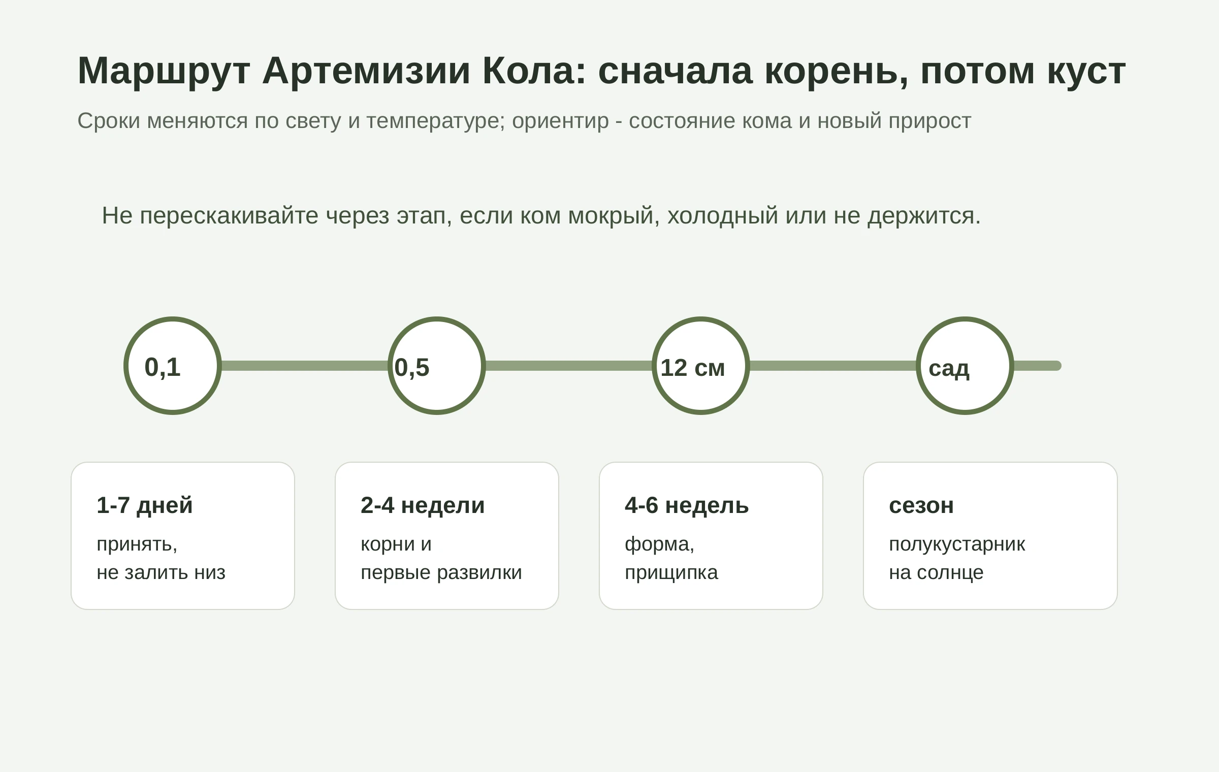 Маршрут Артемизии Кола от 0,1 л до взрослого ароматного куста