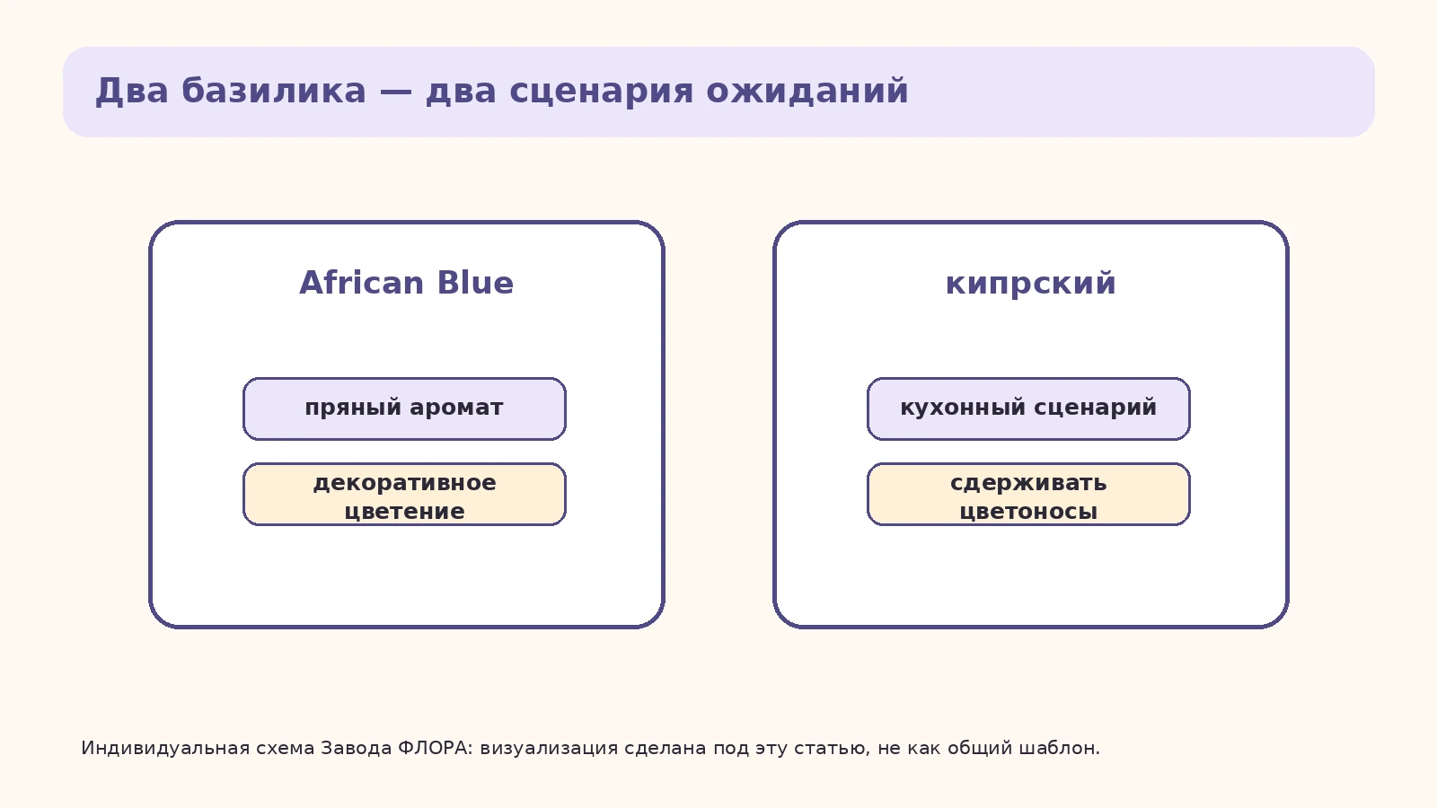 Сравнение African Blue и кипрского базилика в формате 0,1 л
