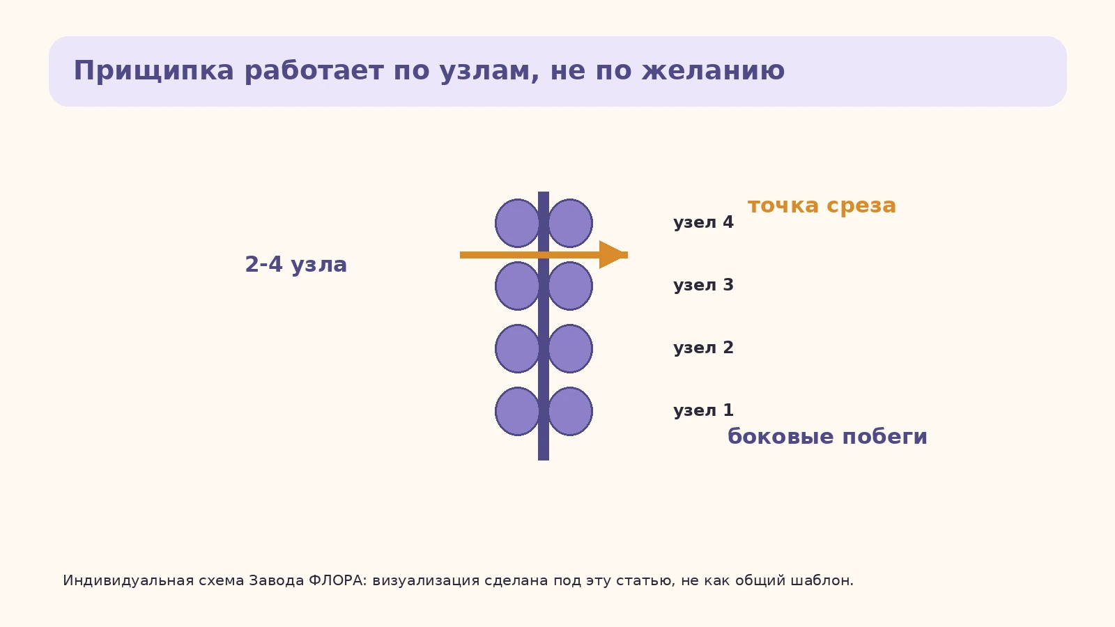 Стебель базилика с прищипкой после двух-четырёх новых узлов