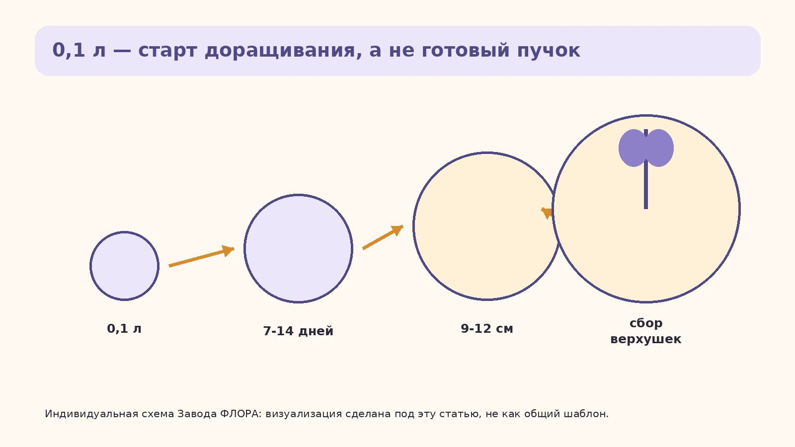 Путь базилика от горшка 0,1 л к большему объёму и сбору верхушек