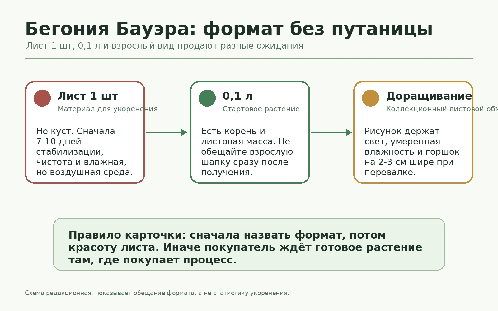 Схема различий между листом 1 шт, форматом 0,1 л и доращенным растением Бегонии Бауэра Тигровой.