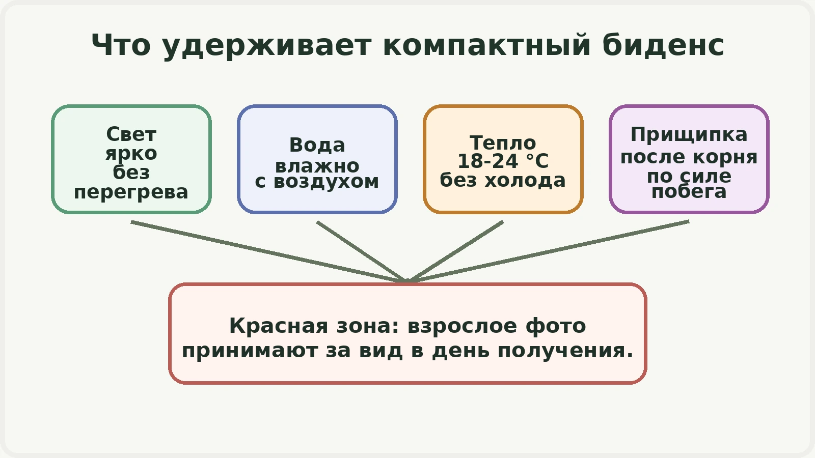 Четыре условия компактного биденса: свет, вода, тепло и прищипка