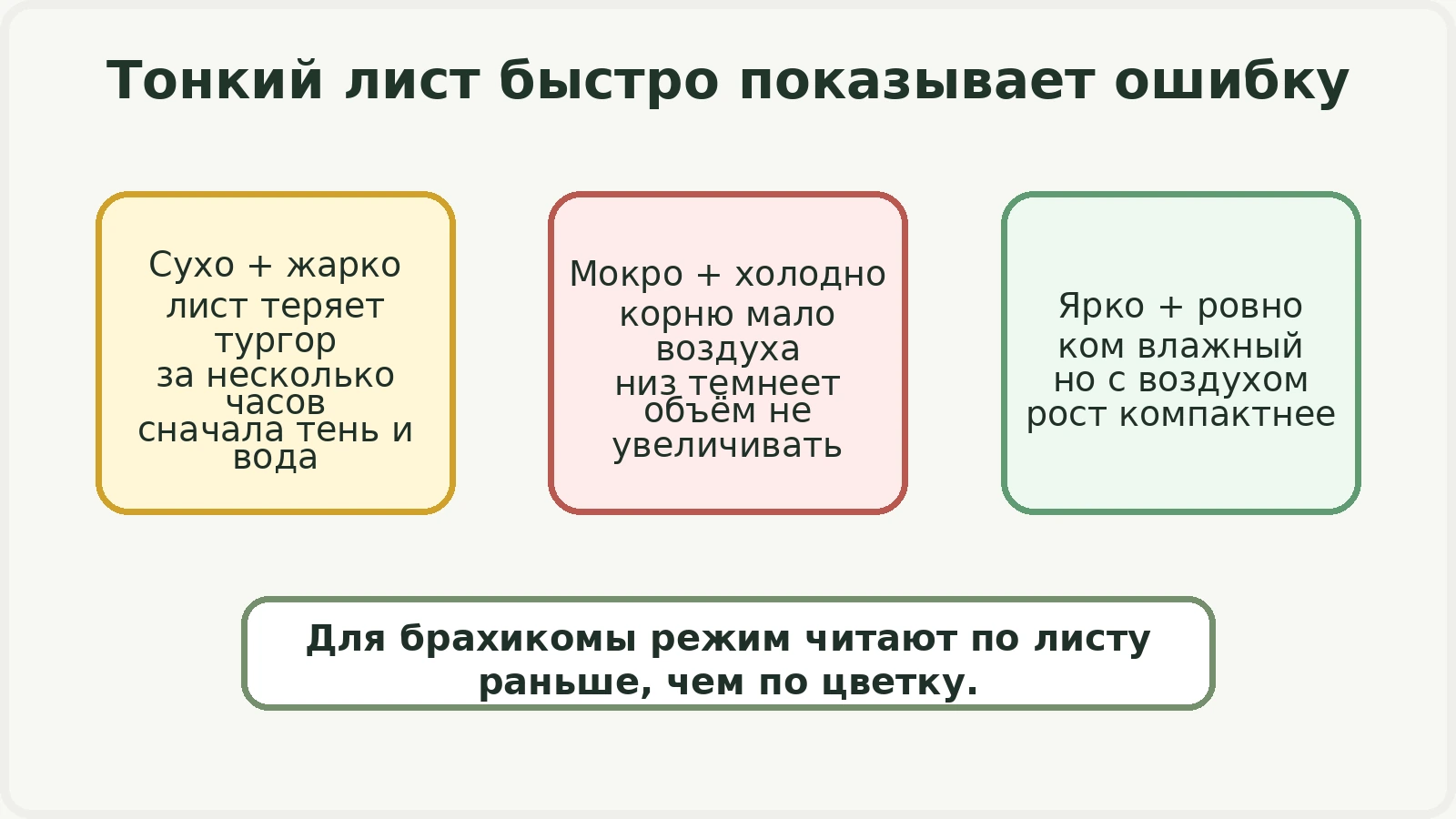 Схема водных ошибок у тонколистного молодого растения