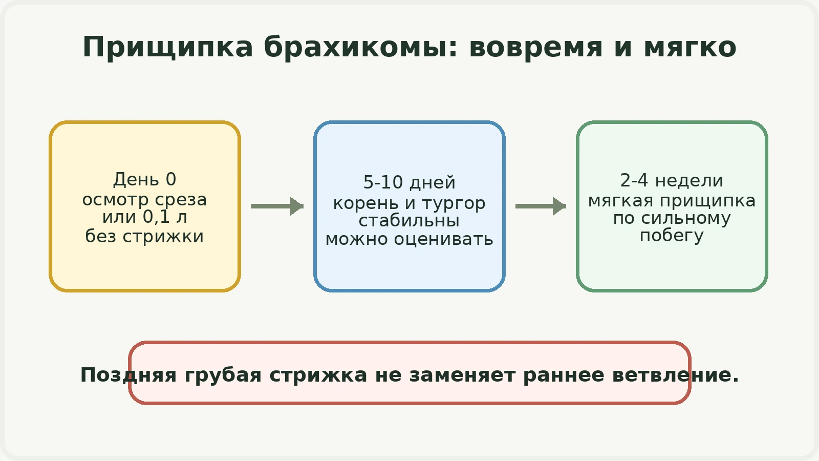 Таймлайн мягкой прищипки брахикомы от получения до заполнения контейнера