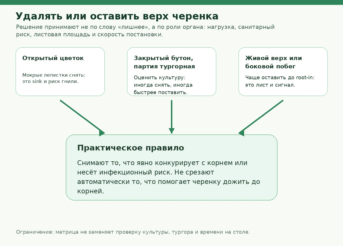 Схема выбора: удалить цветок, снять бутон, убрать нижний побег или оставить верх черенка