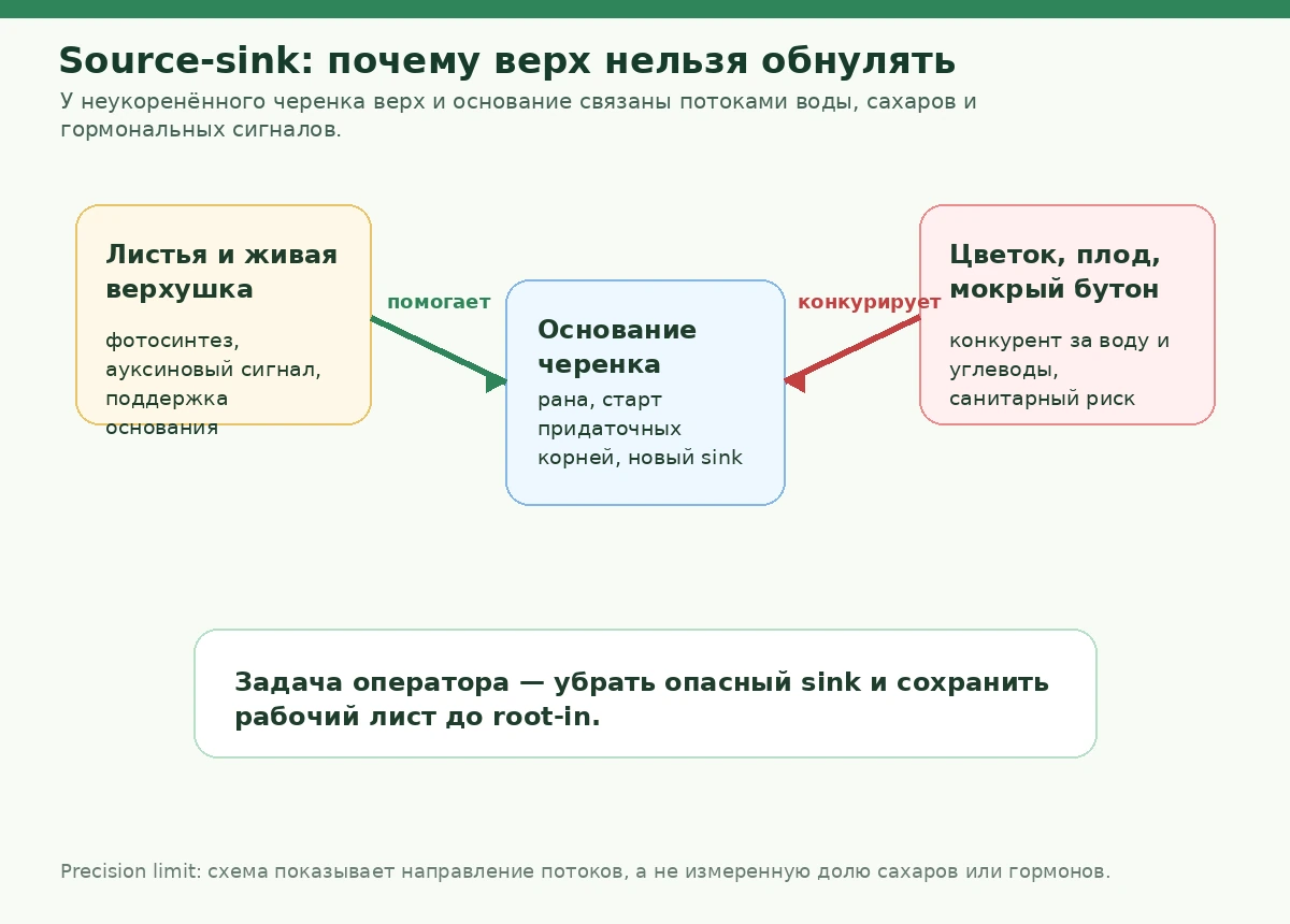 Схема баланса источников и потребителей у неукоренённого черенка: лист, верхушка, ауксин, сахара и основание