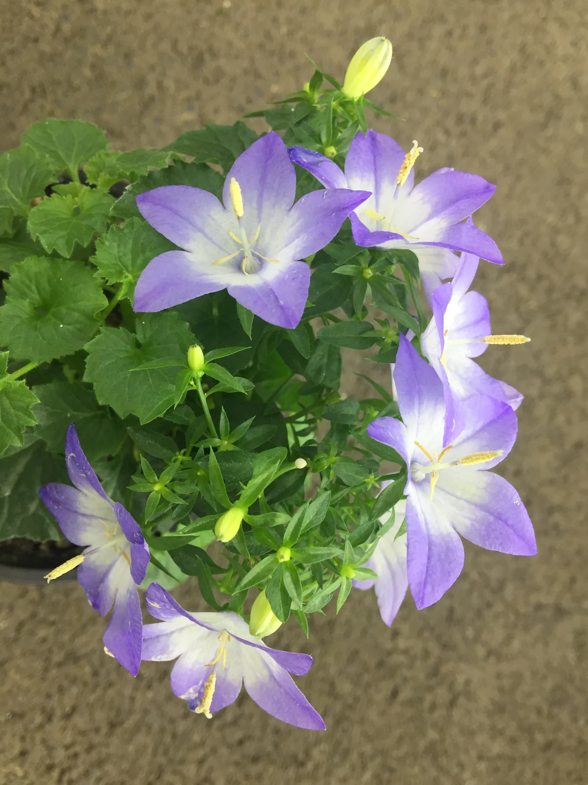 Ампельная кампанула (Campanula isophylla) в горшке с обильным синхронным цветением и плотной шапкой