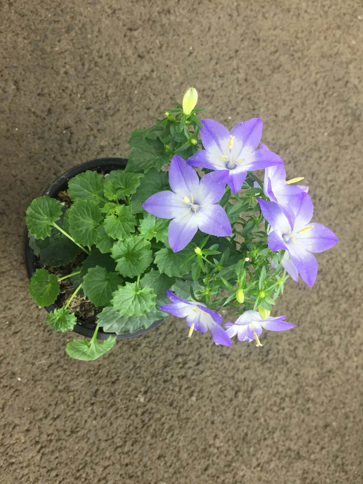 Компактная кампанула (Campanula portenschlagiana) в горшке с плотной шапкой цветков — результат высокого света и прохладного финиша