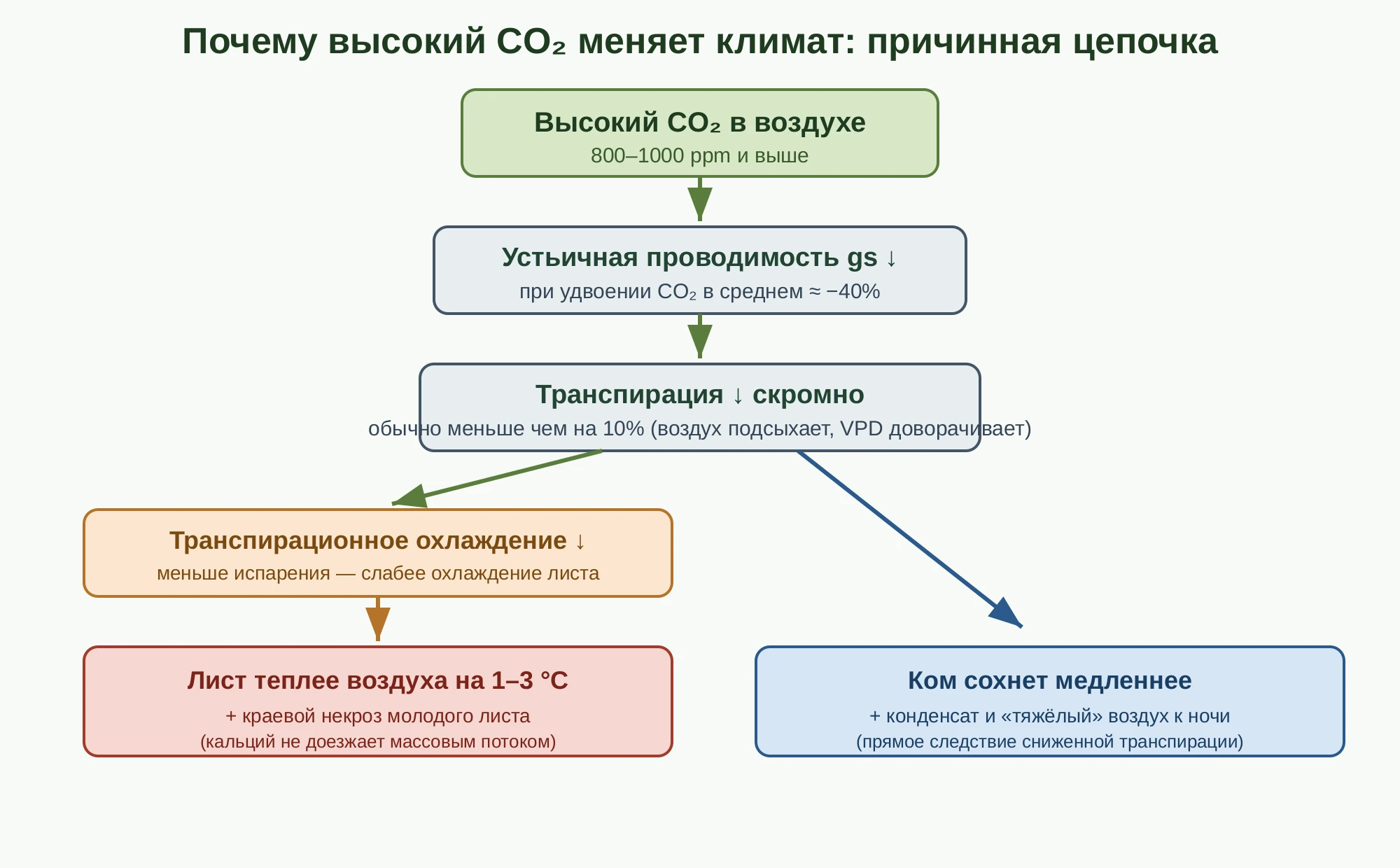 Причинная цепочка: высокий CO2 снижает устьичную проводимость, та снижает транспирацию; от транспирации две ветви — через транспирационное охлаждение к горячему листу и напрямую к медленнее сохнущему кому