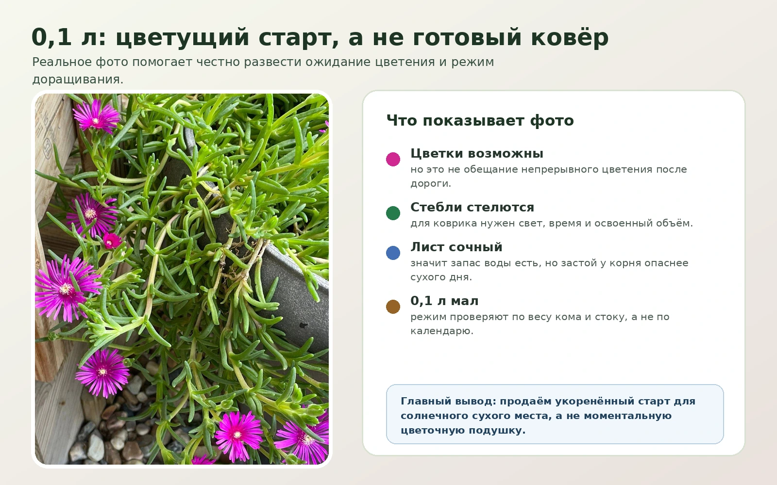 Делосперма Купера 0,1 л на реальном фото: цветущий старт, но не готовый ковёр