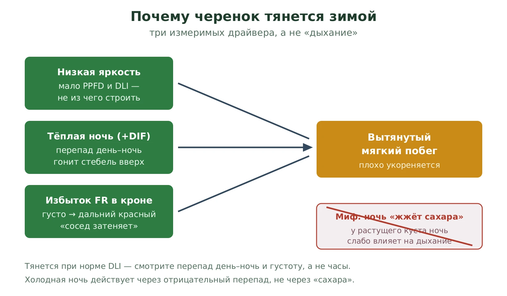 Три реальных драйвера вытягивания черенка зимой: низкая яркость и сумма света, положительный перепад день-ночь, избыток дальнего красного в кроне - ведут к вытянутому мягкому побегу; миф про тёплую ночь, сжигающую сахара, зачёркнут
