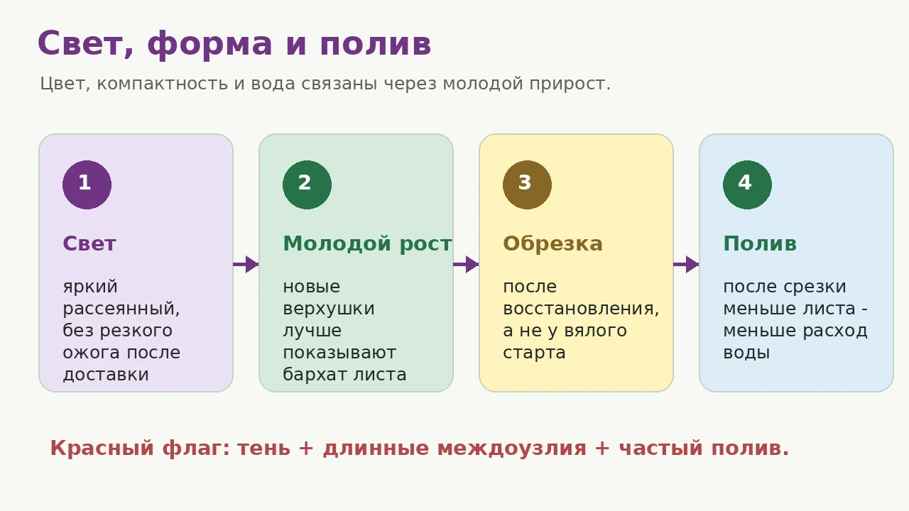 Джинура: свет, молодой рост, обрезка и полив как последовательность