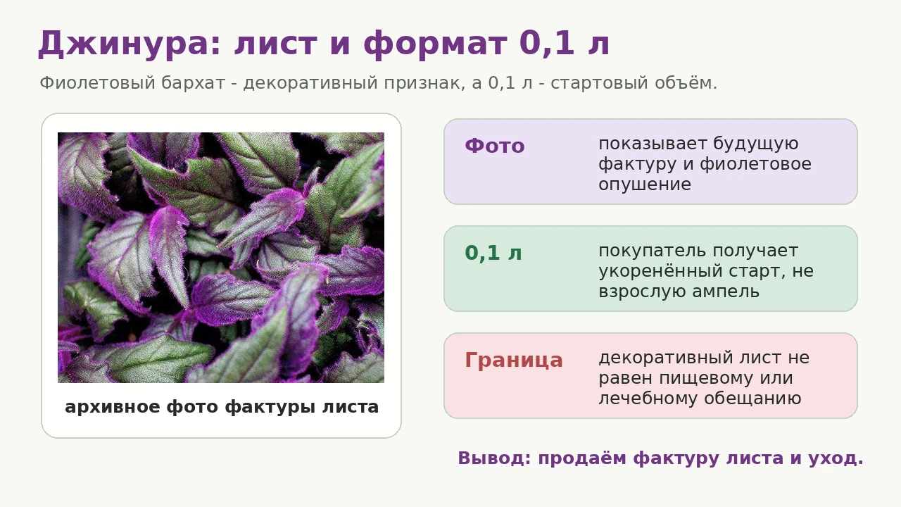 Джинура: фото фиолетового листа и формат 0,1 л как стартовый объём