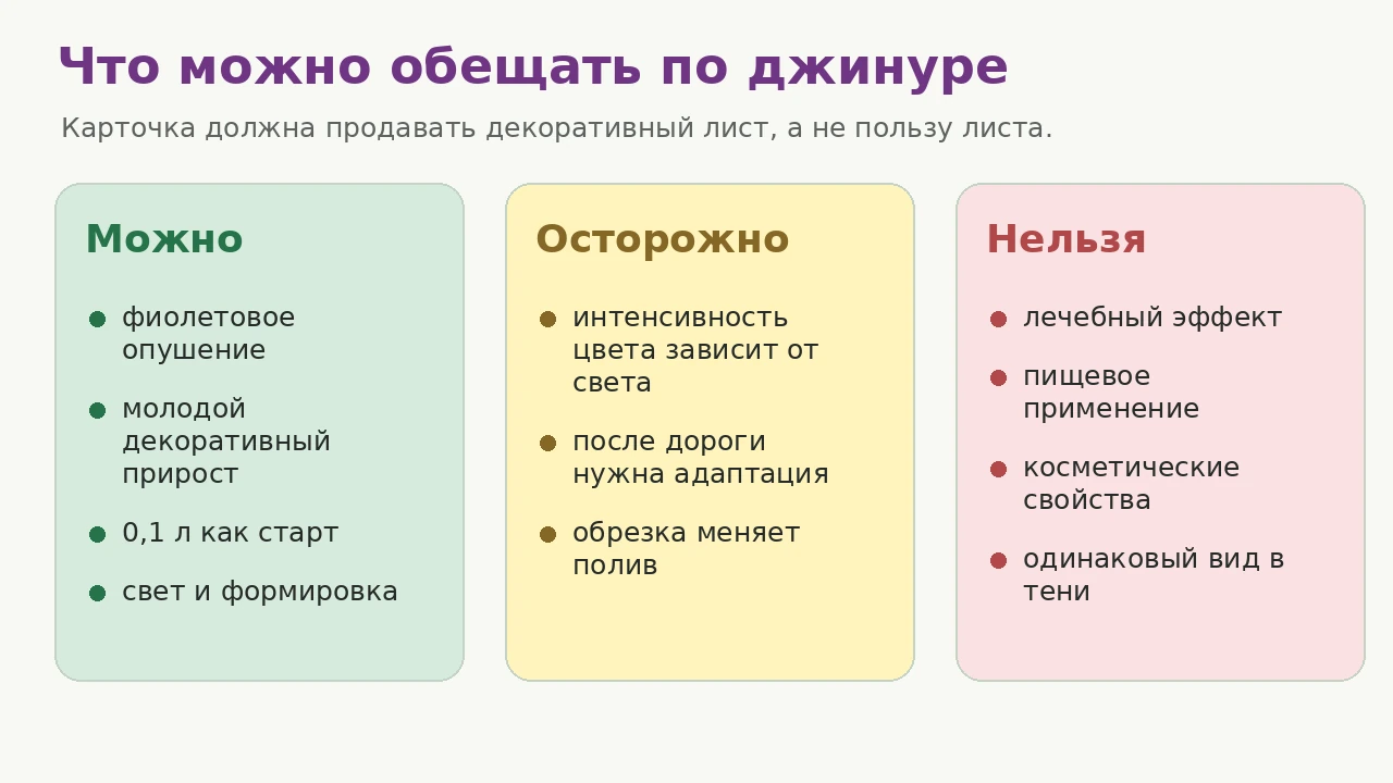 Джинура: что можно и нельзя обещать по фиолетовому бархатному листу