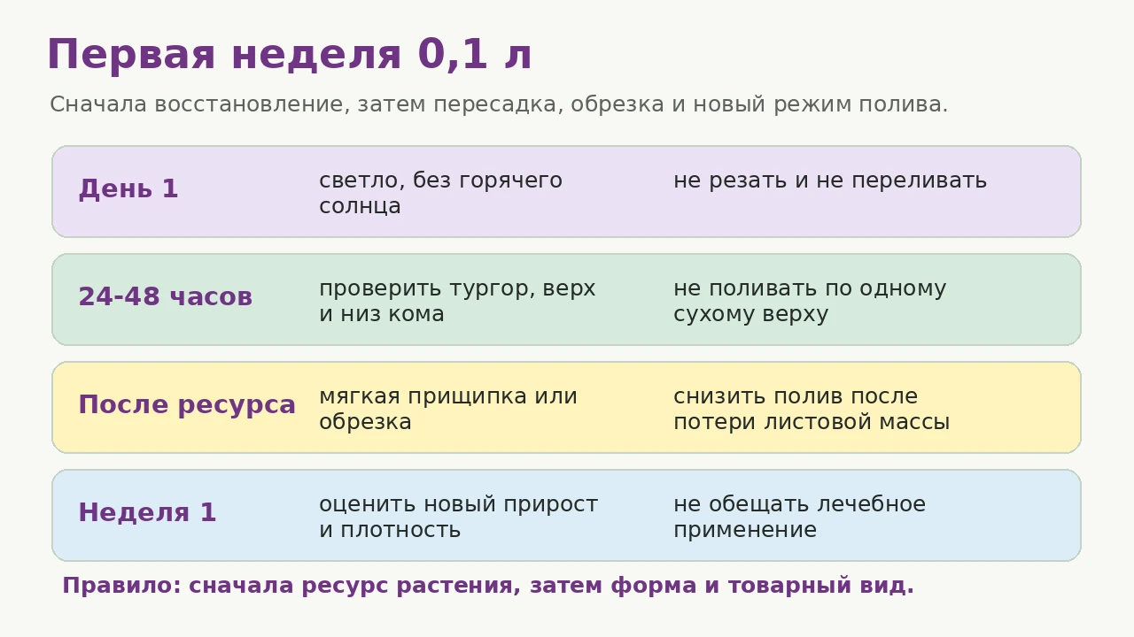 Джинура 0,1 л: первая неделя после получения, свет, проверка кома, обрезка и полив