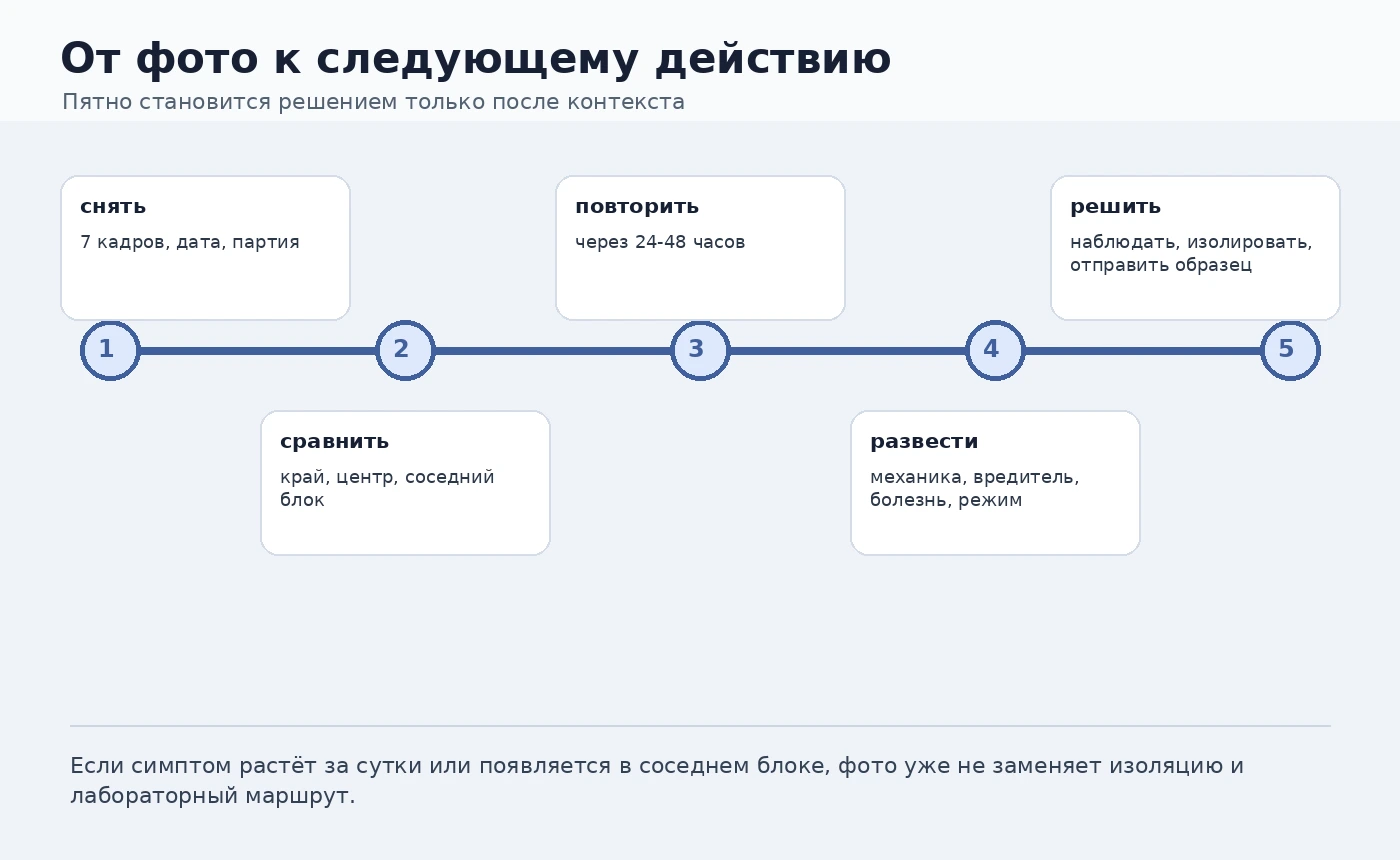 Таймлайн перевода фото симптома в диагностическое действие