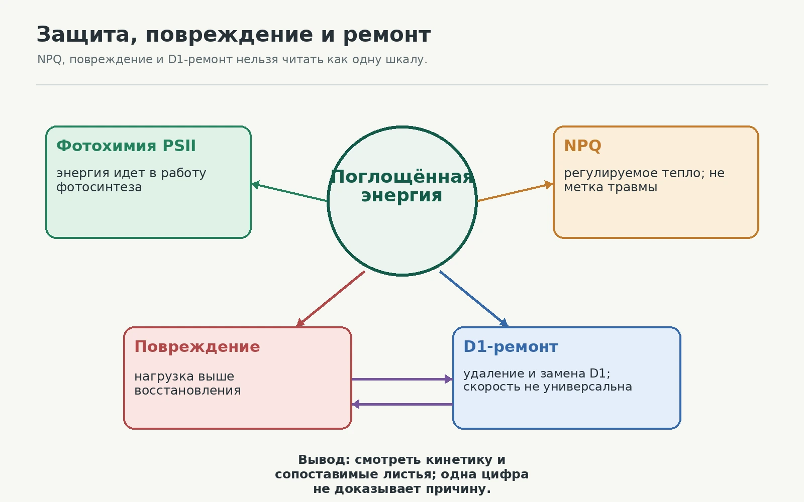 Карта путей поглощенной энергии: фотохимия, регулируемое NPQ, повреждение и D1-ремонт идут параллельно.