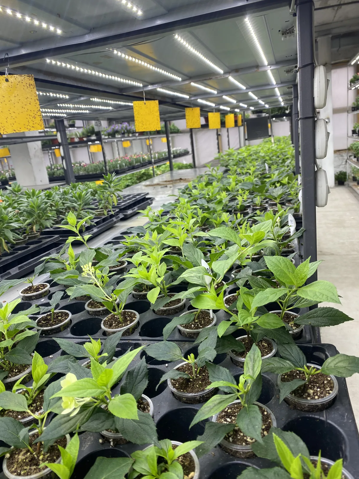 Молодые растения в кассетах в производственной теплице FLORA под LED-освещением.