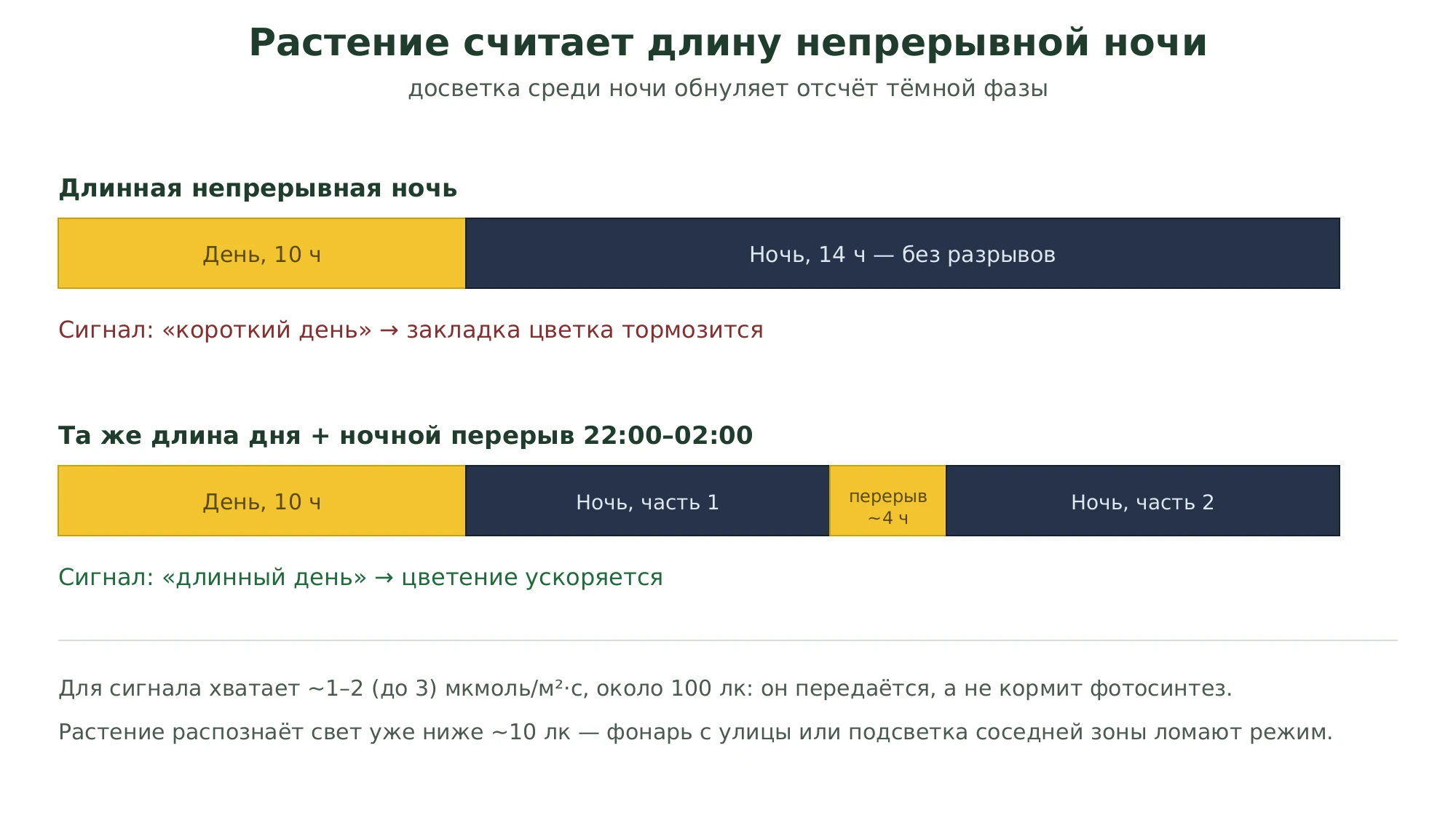 Схема: растение считает длину непрерывной ночи; 4-часовой ночной перерыв разрывает тёмную фазу и читается как длинный день