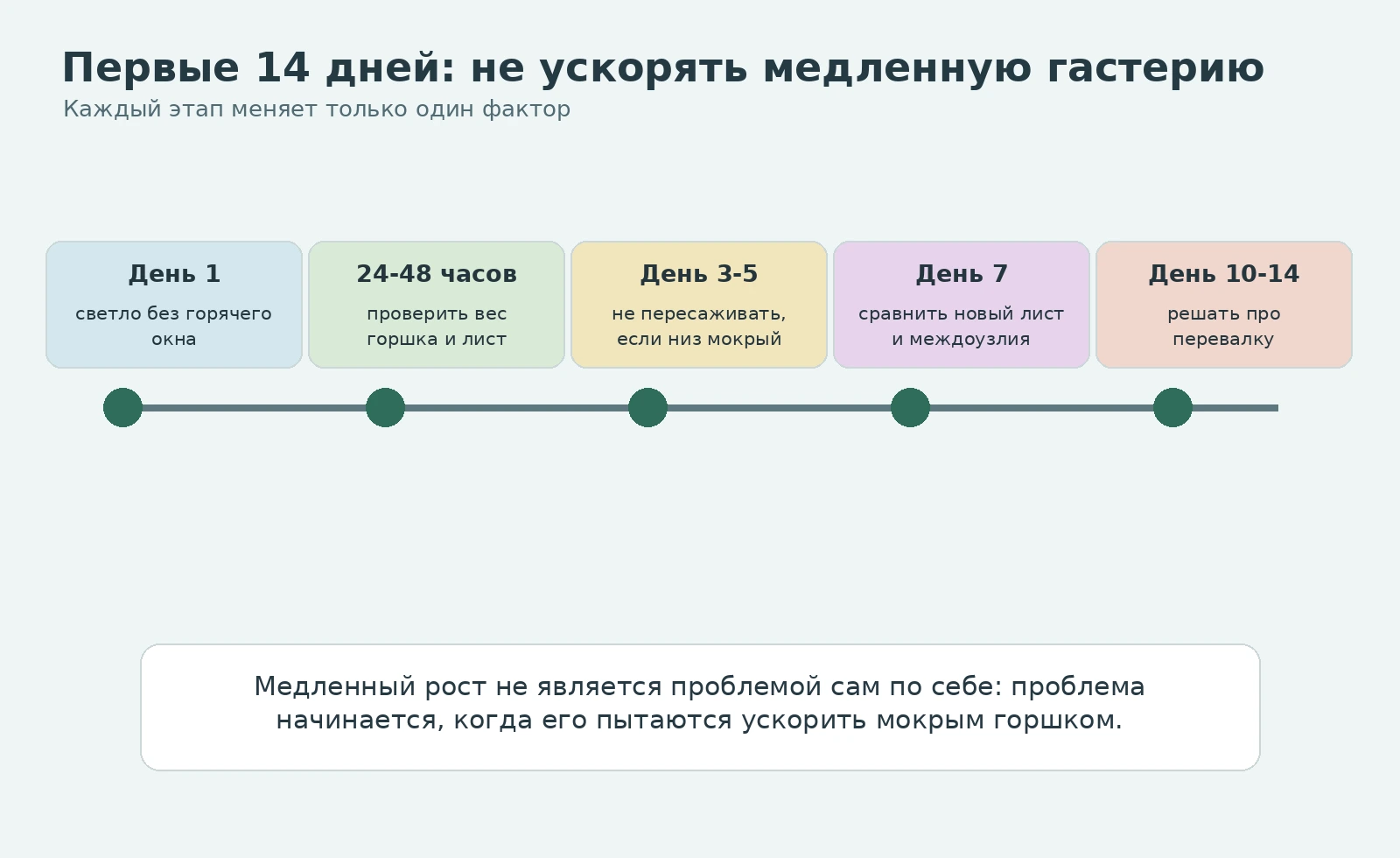 Первые 14 дней после доставки гастерии: свет, вес горшка, новый лист и решение о перевалке