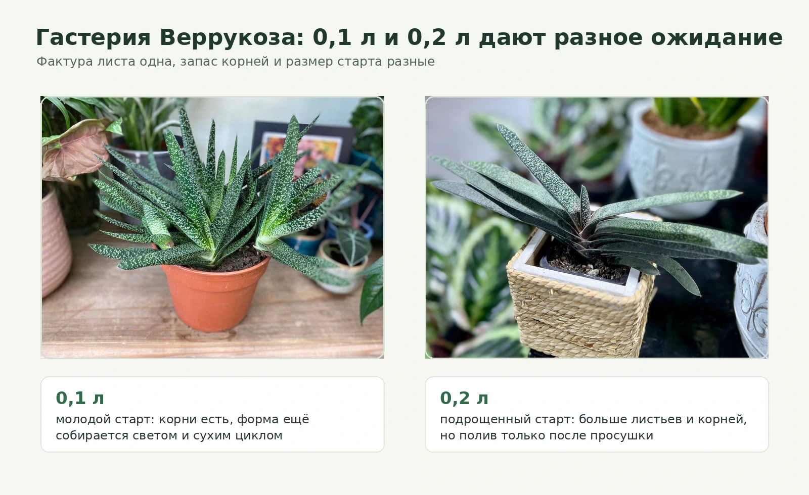 Гастерия Веррукоза в форматах 0,1 л и 0,2 л: сравнение товарных фото и ожиданий