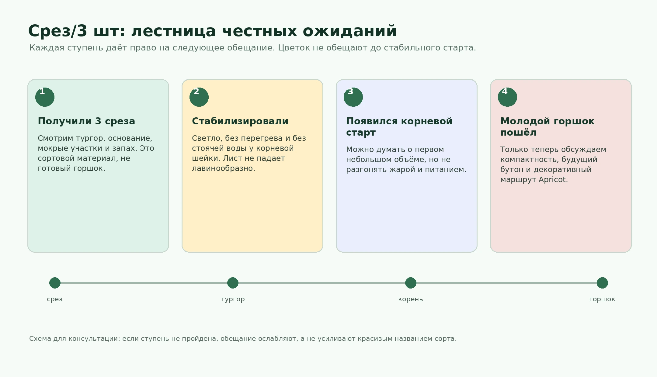 Лестница ожиданий для гвоздики Sweet Pleasure Apricot в формате срез 3 шт