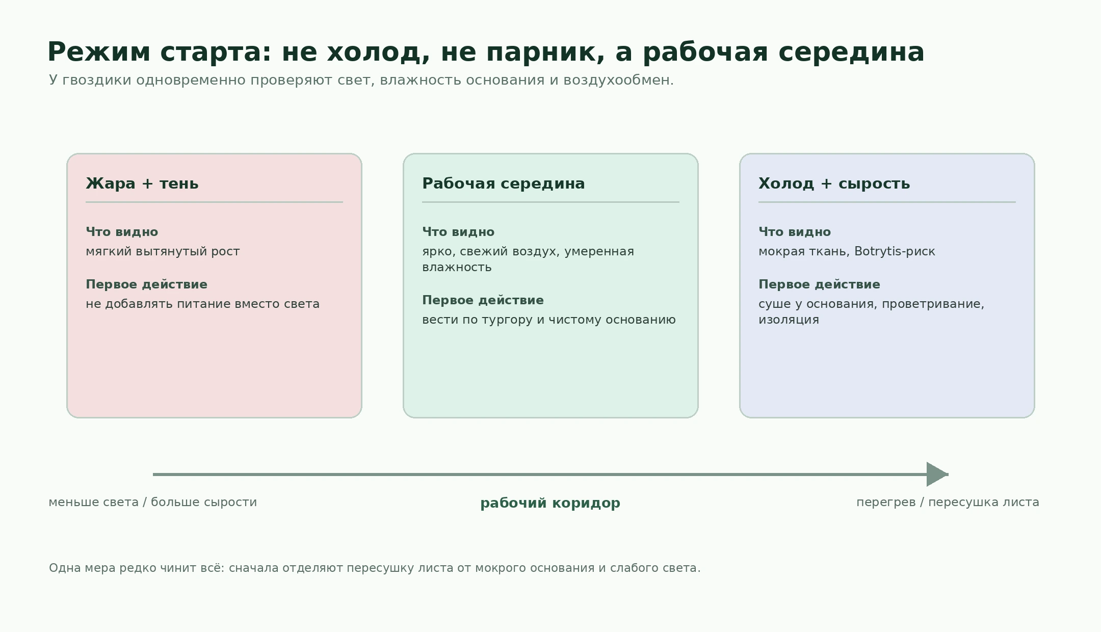Рабочая середина для старта гвоздики: свет, прохлада, влажность и воздух